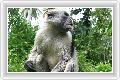 обезьянка с Занзибара